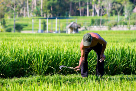 Ubud, Indonesia - September 5: A unidentified rice farmer works in the rice fields on a hot sunny afternoon near Ubud, Bali, Indonesia on September 5th 2014.のeditorial素材