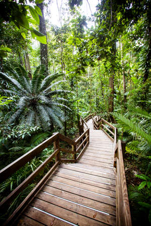 The famous Jindalba Boardwalk thru ancient rainforest in the Daintree region of Queensland, Australiaの写真素材