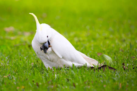 A wild yellow-crested cockatoo spotted eating on Fitzroy Island, Queensland, Australia