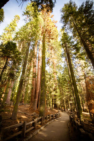 The famous Giant Forest in Sequoia National Park containing the world's largest tree, the General Sherman redwood tree.の写真素材