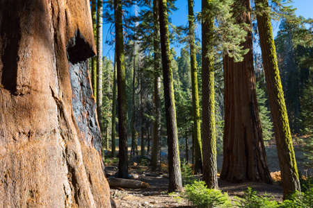 Trees surrounding Crescent Meadow picnic area in Sequoia National Park, California, USA