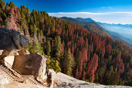 Autumn sunrise over redwood trees at Moro Rock in Sequoia National Park, California, USAの写真素材