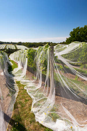 Mornington Peninsula Vinesの写真素材