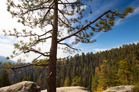 Sequoia National Park Lookout