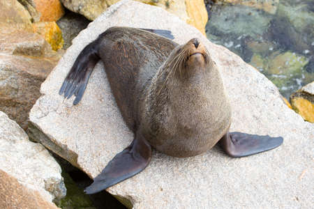 Narooma Seal Life