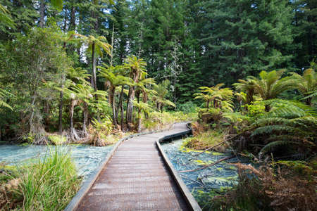 Whakarewarewa Forest Acidic Poolsの写真素材