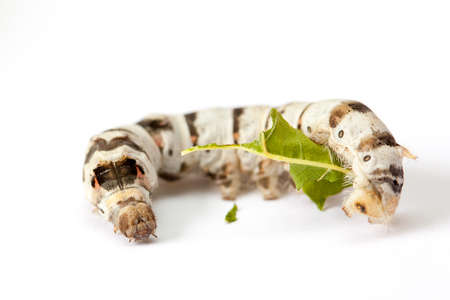 Isolated Silkworm White Backgroundの写真素材
