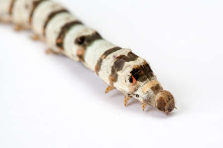 Isolated Silkworm White Background