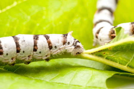 Isolated Silkworm with Leafの写真素材