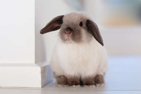 Mini Lop Rabbitの写真素材