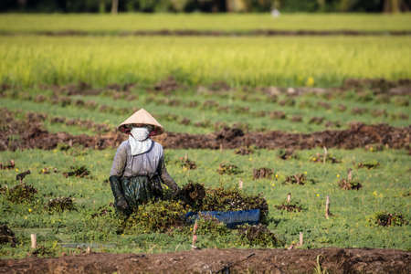 Vietnamese Workers In Rice Fieldのeditorial素材