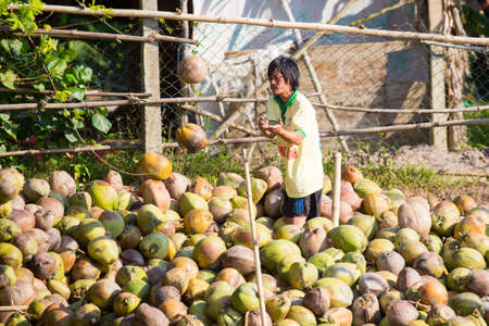 Transporting Coconuts in Vietnamのeditorial素材