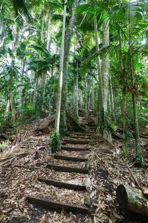 Wollumbin National Parkの写真素材