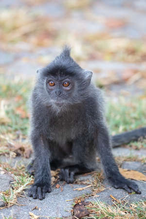 Silver leaf monkey at Melawati Hill, Kuala Selangor, Malaysiaの写真素材