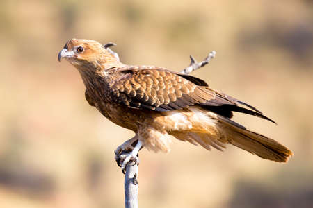 A native wedge tailed eagle in flight near Alice Springs, Northern Territory, Australiaの写真素材