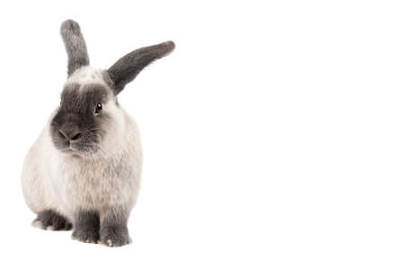 Lop Rabbit on Isolated Backgroundの写真素材