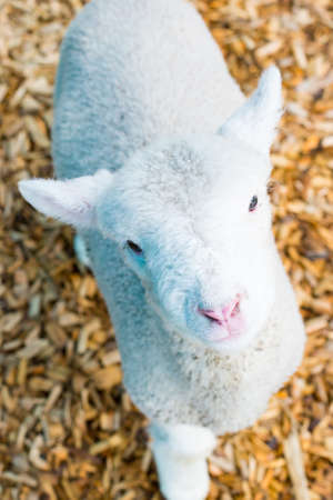 Baby Lamb Face