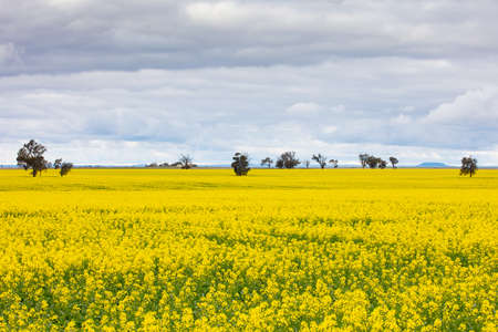 Canola Fields Near Smeaton in Victoria Australiaの写真素材