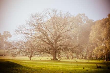 Muckleford Nature Conservation Reserve near Maldon in Australia