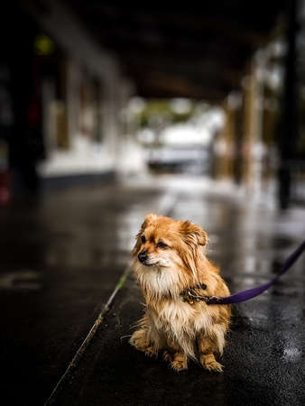Cold and Wet Lonely Dogの写真素材