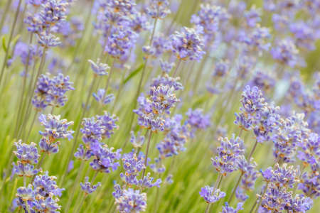 Field of Lavender in Australiaの写真素材