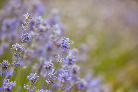 Field of Lavender in Australiaの写真素材