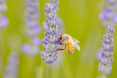 Closeup shot of a bee collecting pollen from lavender on a summer's day in Victoria, Australiaの写真素材