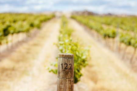 Central Victorian Vineyard in Springの写真素材