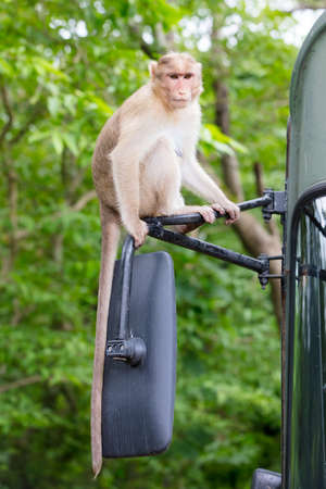 Monkeys at Kanheri Caves in Mumbai India