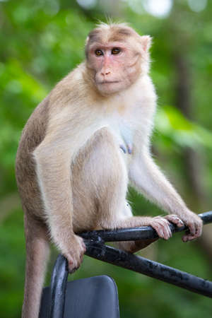 Monkeys at Kanheri Caves in Mumbai India