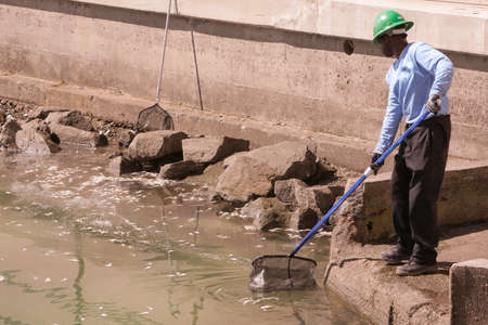 Dead Fish Cleanup