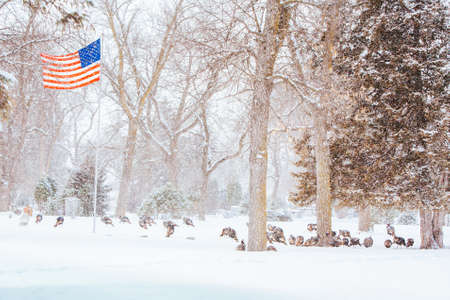 Wild Turkeys In Snow USAの写真素材