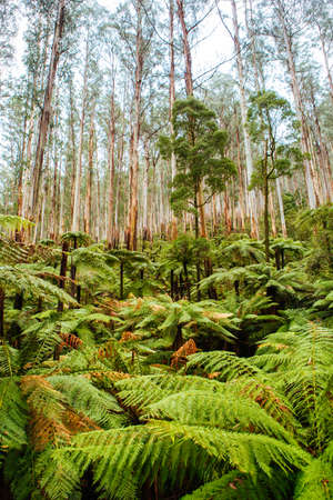 Black Spur Scenery in Australiaの写真素材
