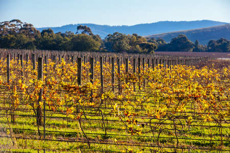 Yarra Valley Vineyard in Australiaの写真素材