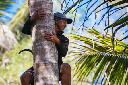 Balinese Farmer Cutting Coconuts in Indonesiaのeditorial素材