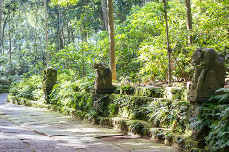 Monkey Forest in Ubud Bali Indonesiaの写真素材