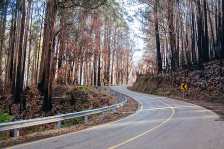 The Black Spur after Black Saturday Fires in Australiaの写真素材