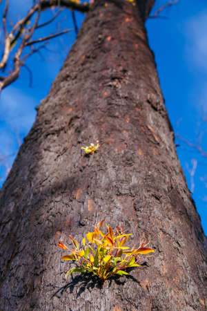 Lake Mountain after Black Saturday Fires in Australiaの写真素材
