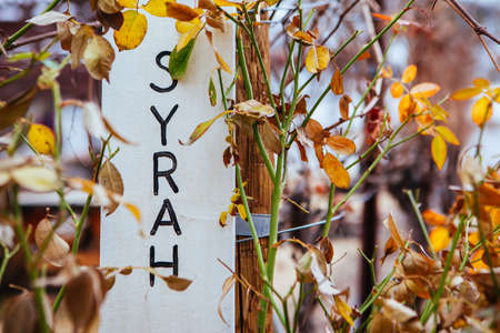 Syrah Grapes in Arizona USA