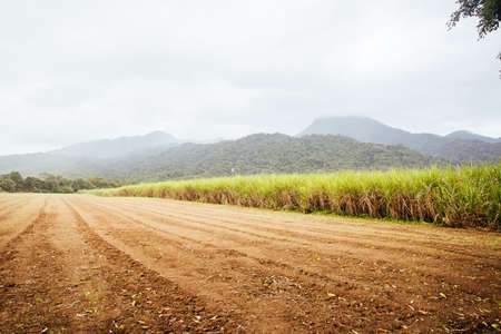 Australian Sugarcane Fields and Landscapeの写真素材
