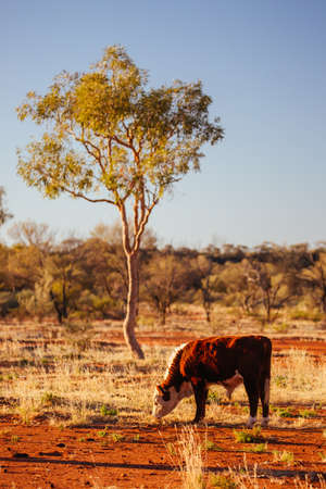 Grazing Cows in the Australian Outback