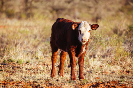 Grazing Cows in the Australian Outback