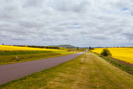 Canola Fields Near Creswick Victoria Australiaの写真素材