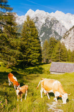 Cows in the Slovenian Alpsの写真素材