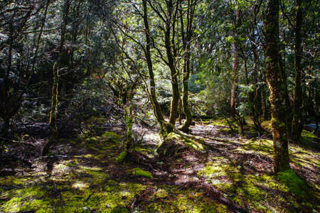 Cradle Mountain Landscape Tasmania Australia