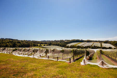 Mornington Peninsula Vines in Australiaの写真素材