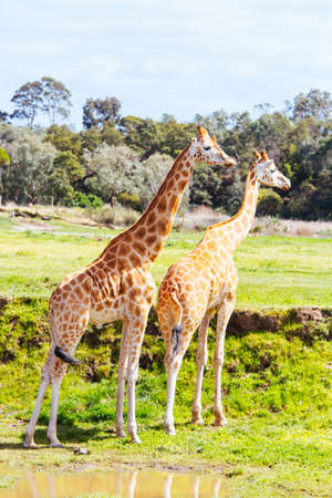 Giraffes in a Zoo in Australiaのeditorial素材