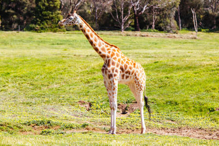 Giraffes in a Zoo in Australiaのeditorial素材