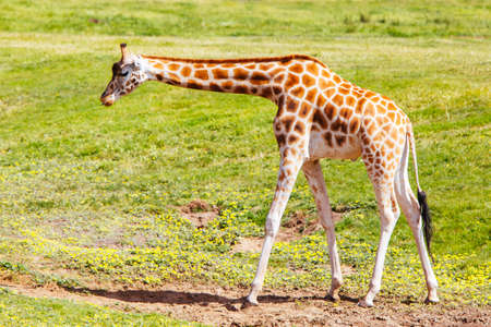 Giraffes in a Zoo in Australiaのeditorial素材