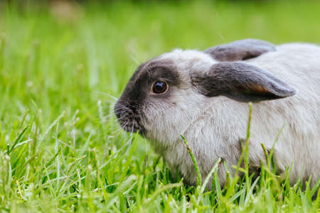 A Lop Rabbit Outside in Long Grass